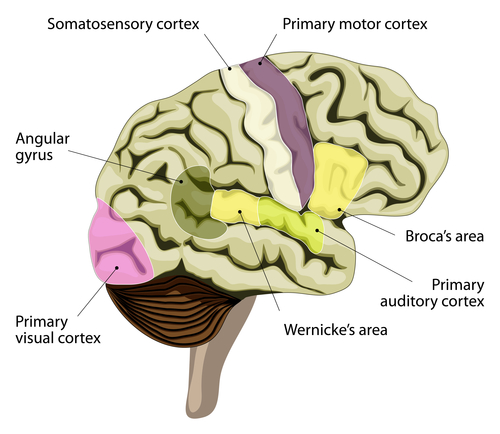 Brain image